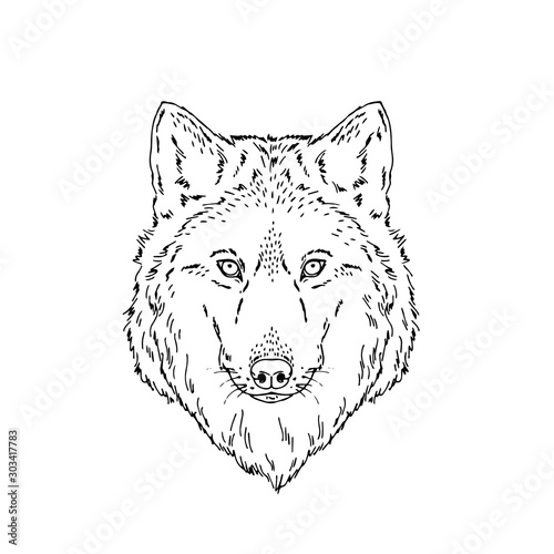 Vector symmetrical portrait illustration of wolf forest animal Hand drawn ink realistic animal sketching isolated on white. Perfect for logo branding colourig book design.