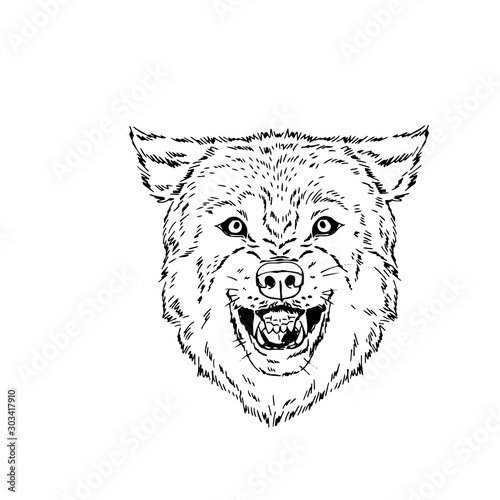 Vector portrait illustration of roaring wolf forest animal Hand drawn ink realistic animal sketching isolated on white. Perfect for logo branding colourig book design.