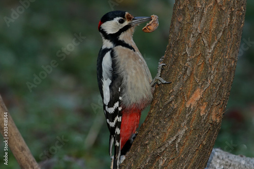 great spotted woodpecker on a tree
