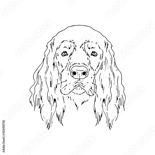 Symmetrical Vector portrait illustration of Irish Setter dog breed. Hand drawn ink realistic sketching isolated on white. Perfect for logo branding t-shirt design