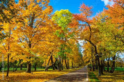 autumn park with beautiful yellow leaves