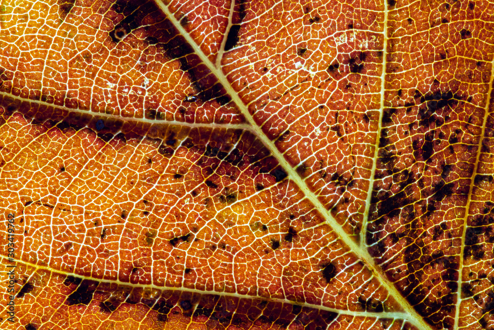 Φωτογραφία Close-up of a fallen autumn leaf (flowering cherry) backlit to reveal the veins and colours