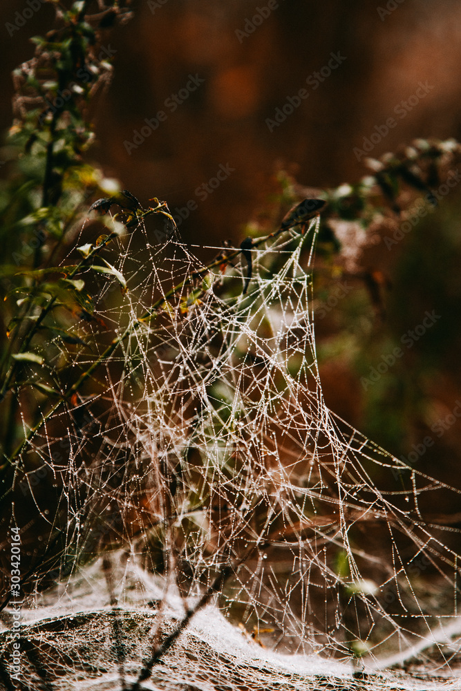 Spider web on a branches in a forest on an autumn day