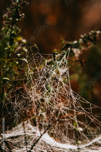 Spider web on a branches in a forest on an autumn day