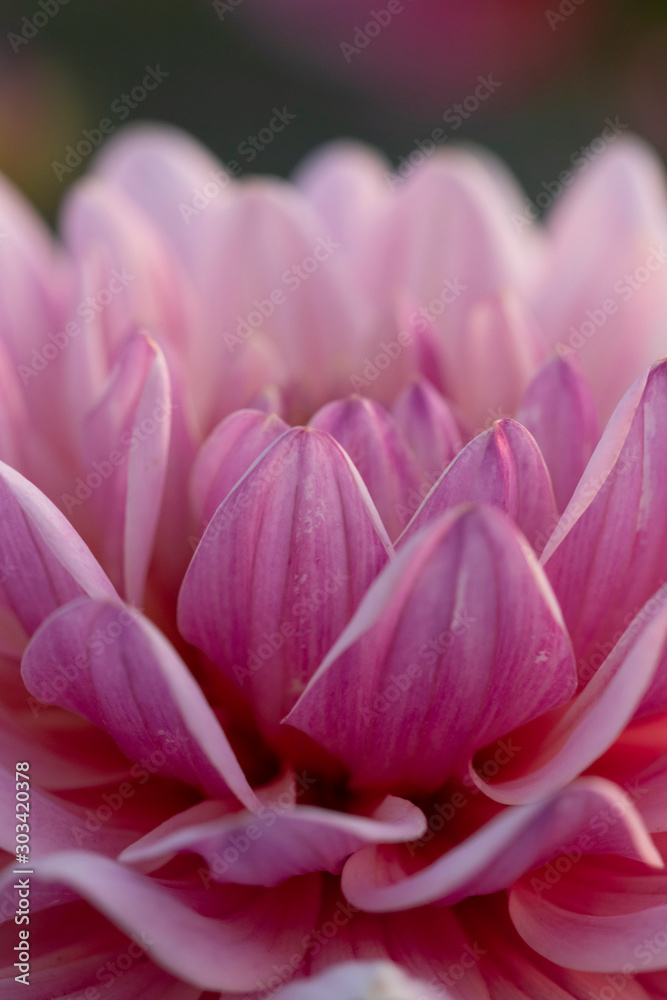 dahlia detail in evening light