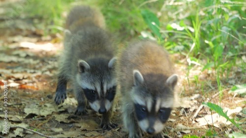 3 Cute Baby Raccoons Walk Towards Camera On Dirt Ground In Summer