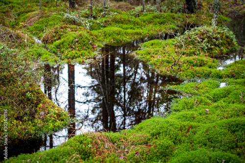 Lush moss covered svamp with a pond reflecting the forest