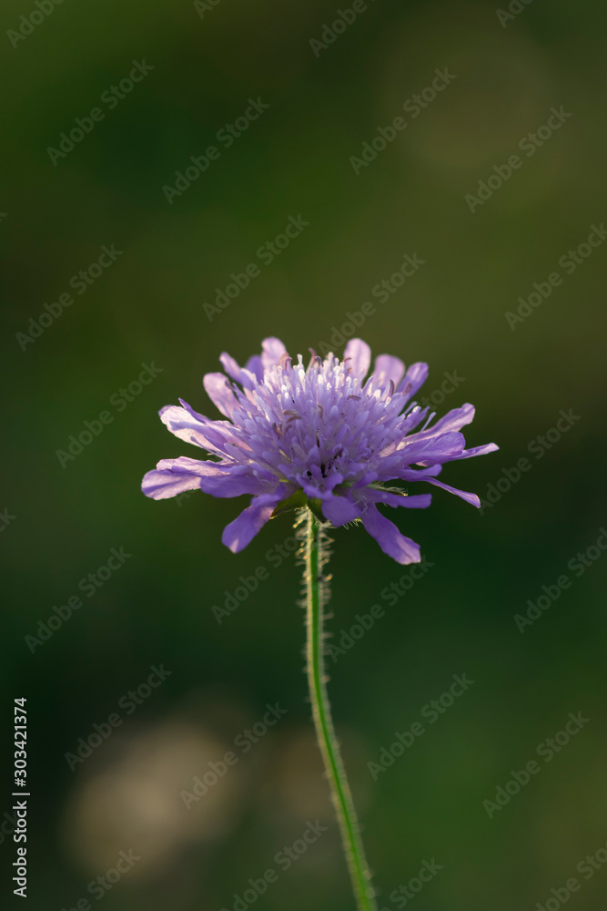 Fototapeta premium backlit flower in the garden copyspace