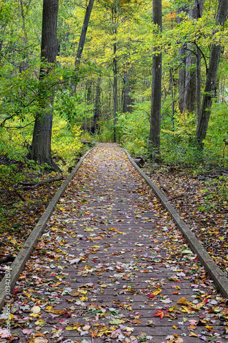 path in the forest
