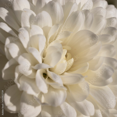 Macro photograph of a white chrysanthemum flower. The white petals of the flower. Texture that inspires softness and delicacy. Concept of nature, light, softness, peace, delicacy, purity, fragility.