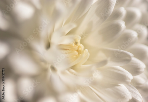 Macro photograph of a white chrysanthemum flower. The white petals of the flower. Texture that inspires softness and delicacy. Concept of nature  light  softness  peace  delicacy  purity  fragility.