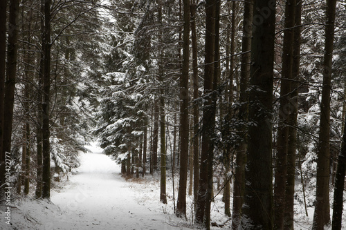 snowy path in the woods