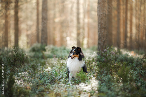 dog in forest. Sunlight. Pet on the nature. Sheltie tricolor in nature