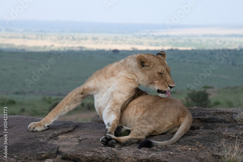 Lion cleaning itself