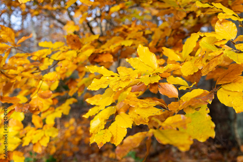 Orange Leaves in Germany late Autumn. High Resolution Stock Footage