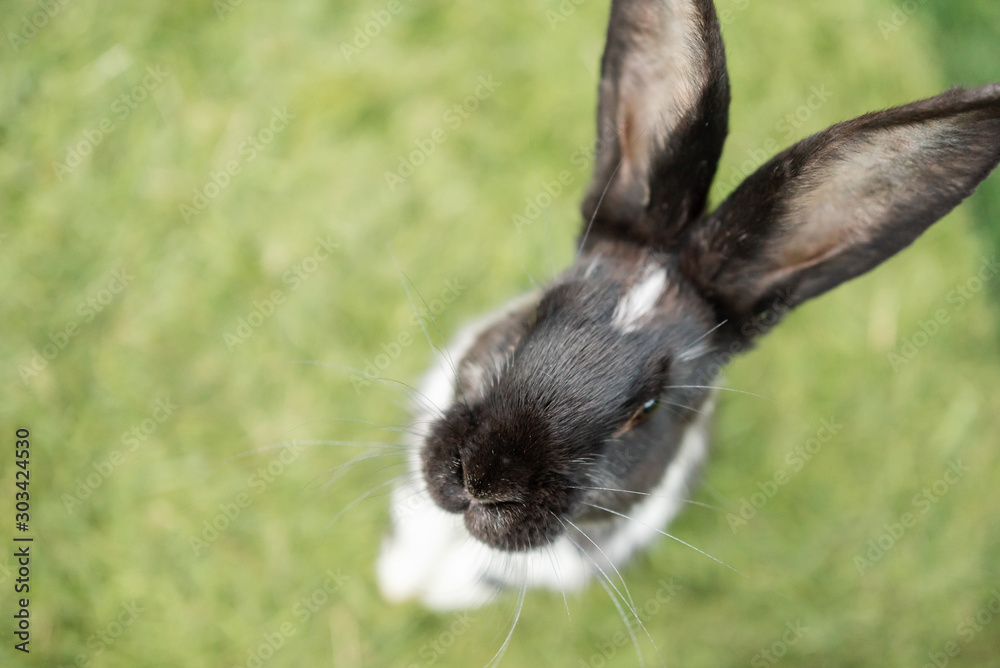 Φωτογραφία beautiful little rabbit outdoors in green grass on summer sunny day