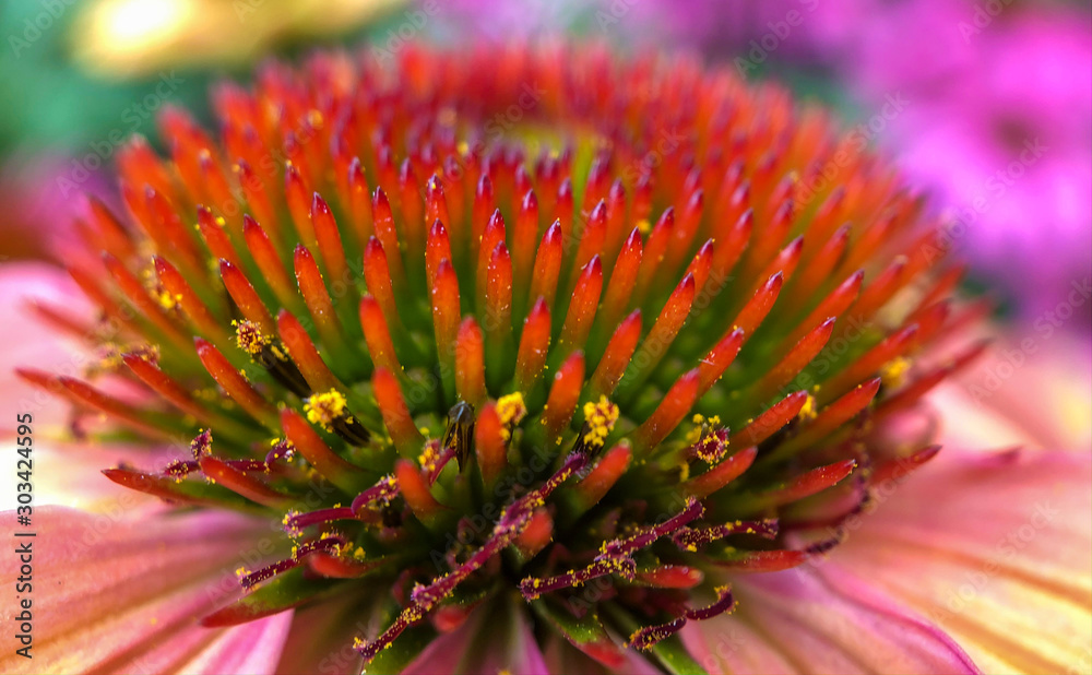 Echinacea purpurea magnus or cone flower or eastern coneflower macro close-up 