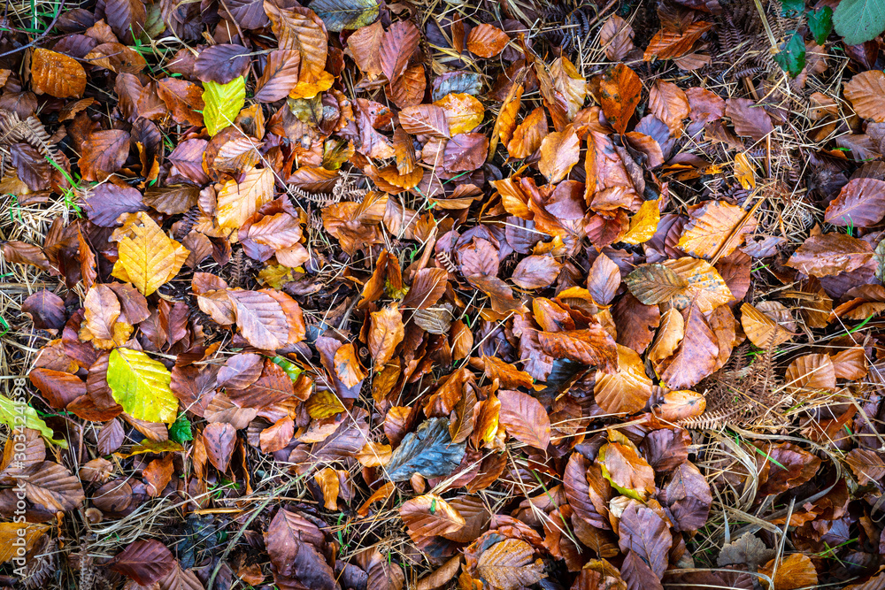 autumn leaves on the ground background