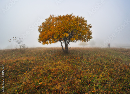 fairy forest. Autumn morning in a foggy forest. fog in the forest of the Carpathian mountains