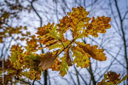 branch of a tree with autumn leaves