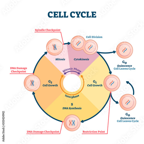 Cell cycle vector illustration. Educational microbiological phases scheme.