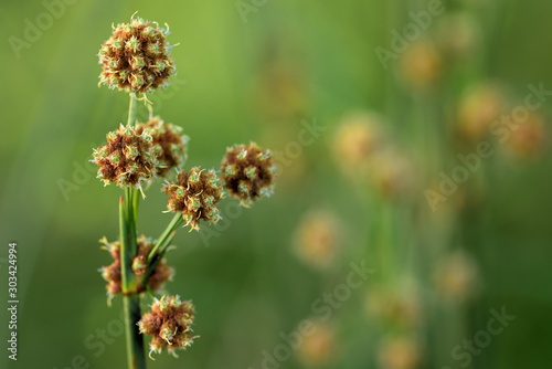 Closeup of long tall pointed wild grass blooming in November in front of green background in nature