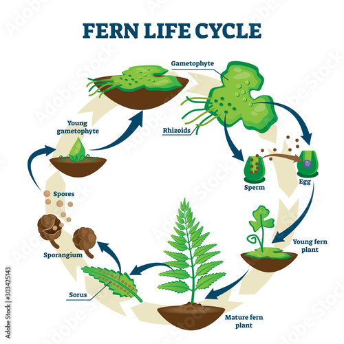 Fern life cycle vector illustration. Labeled educational development process