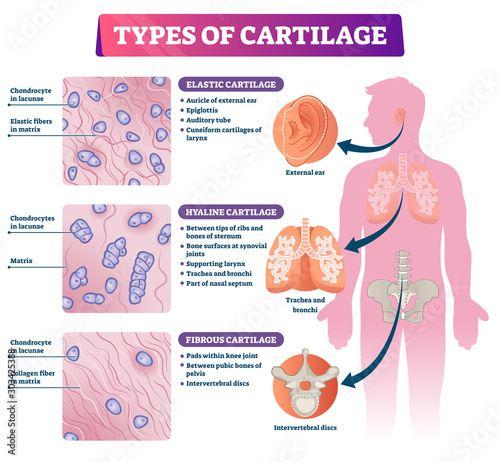 Types of cartilage vector illustration. Labeled educational tissue scheme. photo