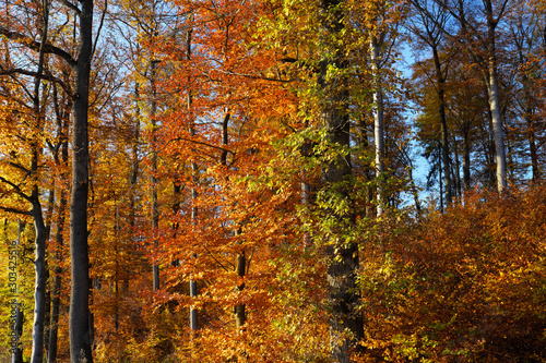 Bunter Herbstwald mit Laubbäumen und gelben Blättern - Stockfoto