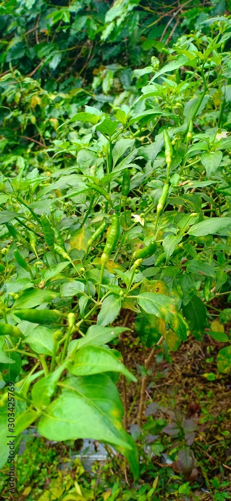 young plants in the garden young plants in the garden