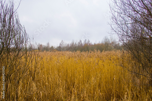 Swamp landscape. Shrubs near mud and water.