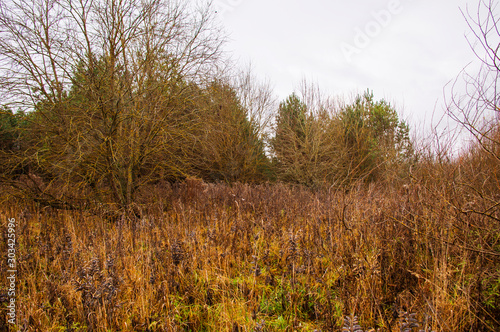 Swamp landscape. Shrubs and trees near mud and water.