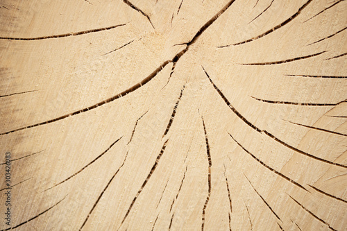 Close-up of a tree cut. Cross section of the tree.