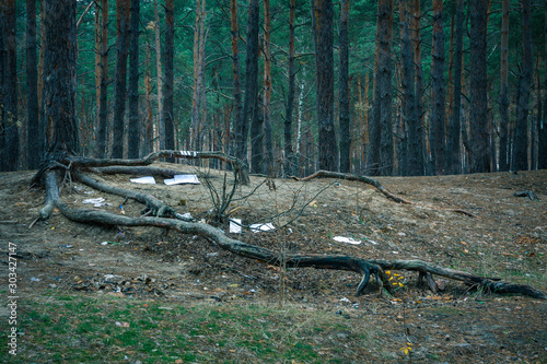 Garbage in pine forest. People illegally thrown garbage into forest. Concept of man and nature.