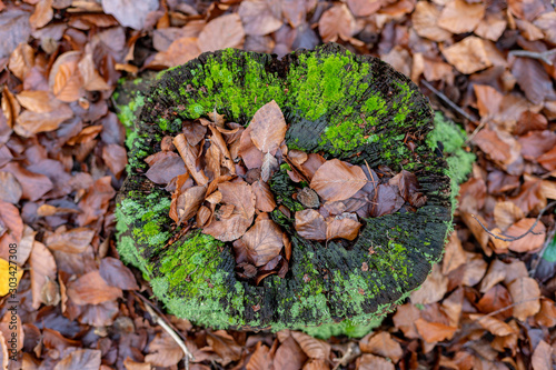Old decayed deciduous tree trunk. Dry deciduous tree leaves in the forest. photo