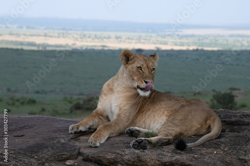 Lioness on rock licking lips