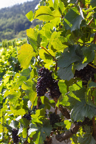 Weintrauben in der Schweiz