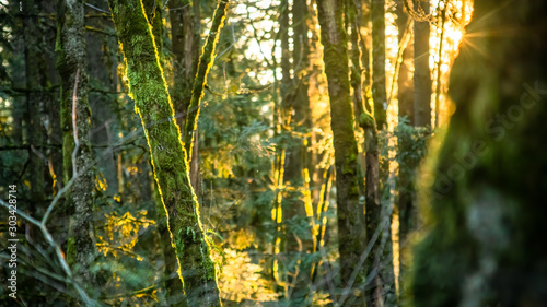 Backlit Moss-Covered Trees at Sunset