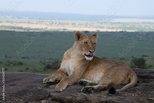 Lioness licking lips