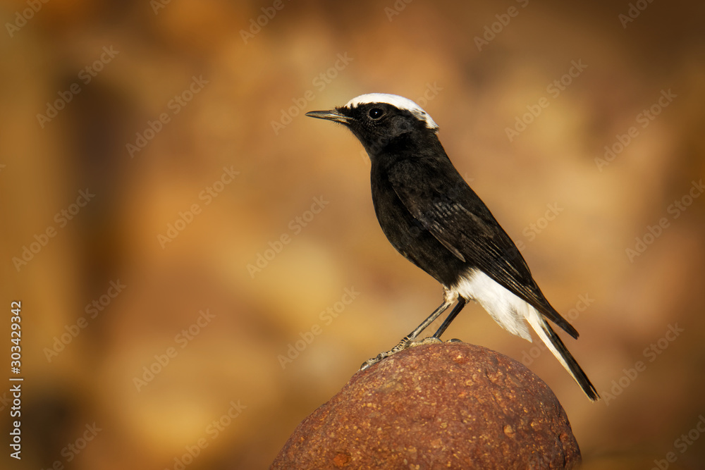 Ταπετσαρία White-crowned wheatear - Oenanthe leucopyga black and white bird breeds in stony