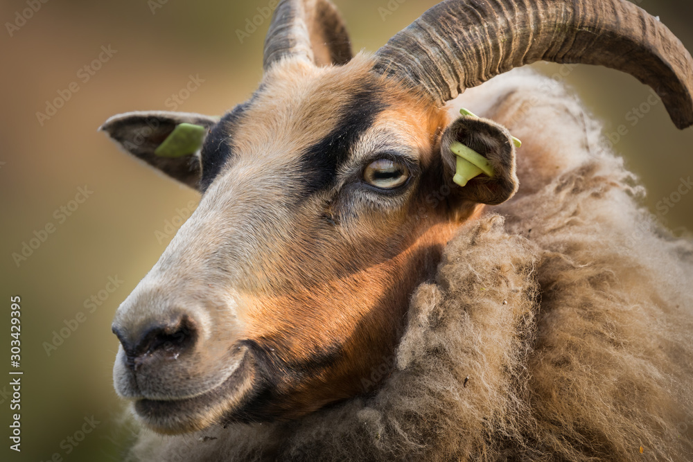 Portrait of smiling Drents moor sheep with ear tags and horns Portrait of smiling Drents moor sheep with ear tags and horns
