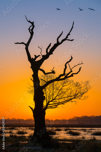 Silhouet of bare tree standing in the swamp