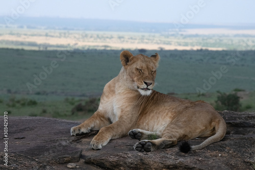 lioness over massai mara