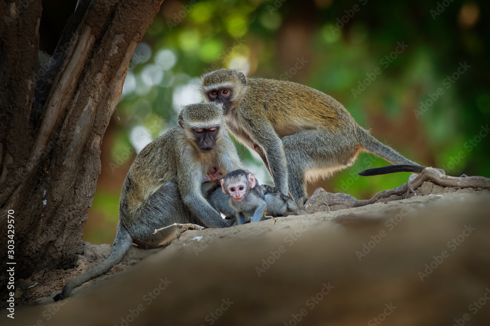 Obraz premium Vervet Monkey - Chlorocebus pygerythrus - family with parents and children of monkey of the family Cercopithecidae native to Africa, very similar to malbrouck (Chlorocebus cynosuros).