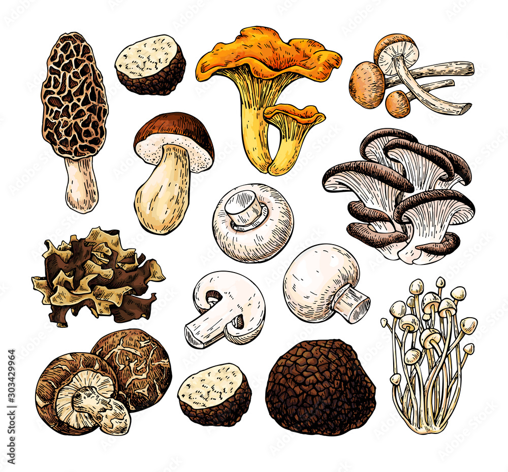 Naklejka Mushroom hand drawn vector illustration. Isolated Sketch food drawing. Champignon, morel, truffle,