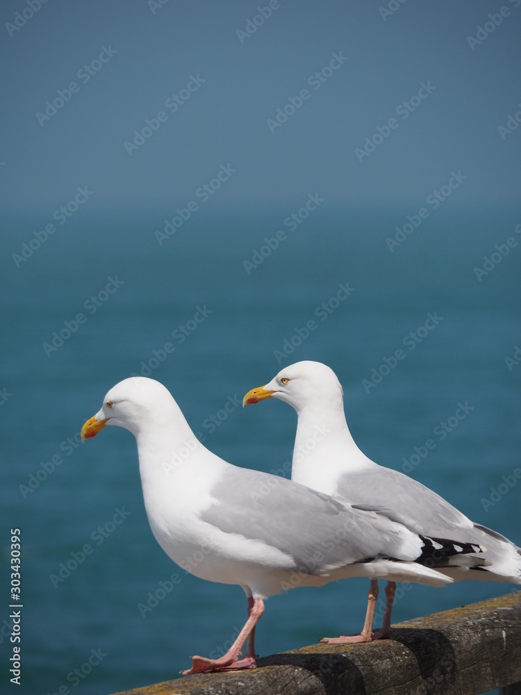 couple of seagulls on the beach couple of seagulls on the beach