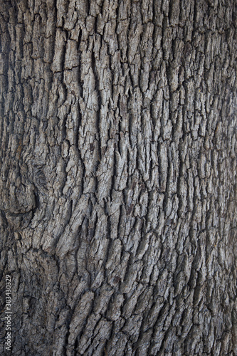 Corteza de árbol