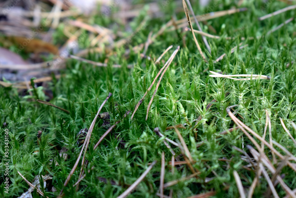 Green moss close up. Moss in the forest with dry pine needles.