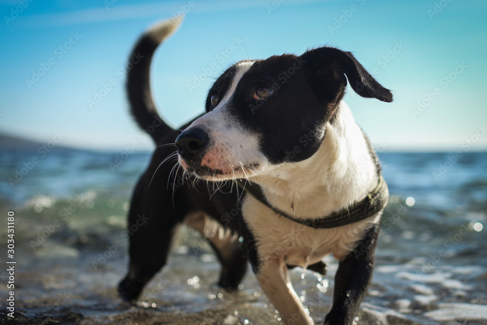 A dog playing in the water