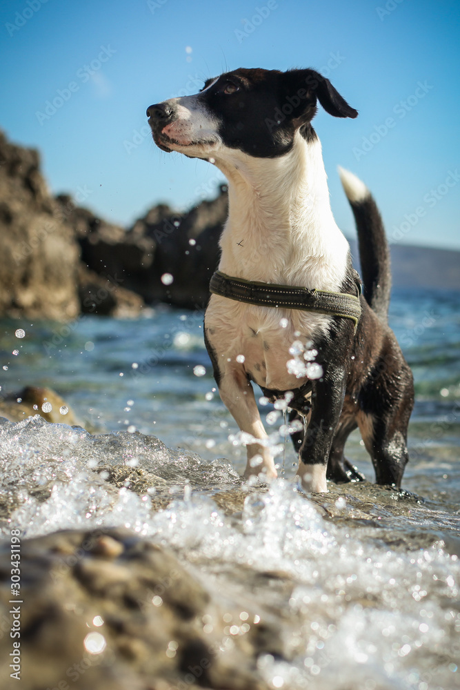 A dog playing in the water